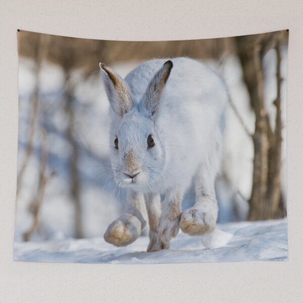 Item preview, Snow Shoe Hare designed and sold by Michael Cummings.