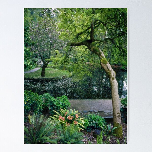 Item preview, Burnham Beeches in Spring designed and sold by Alex Fricke.