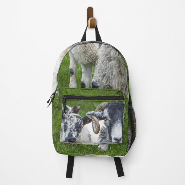 Item preview, Swaledale Sheep and Lambs Close up designed and sold by Cameranick.