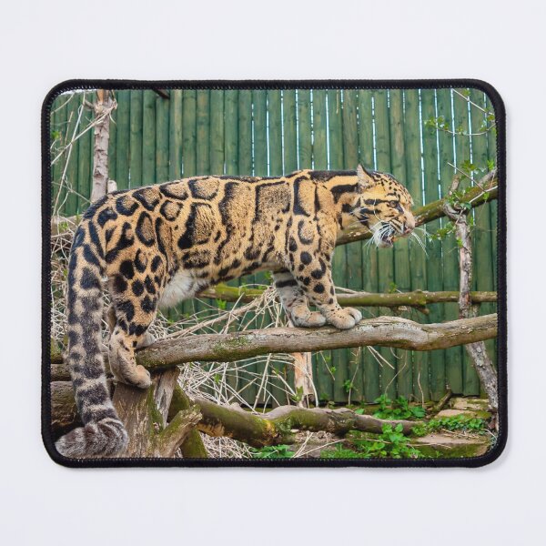 Item preview, Clouded leopard designed and sold by Dalyndigital Photography.