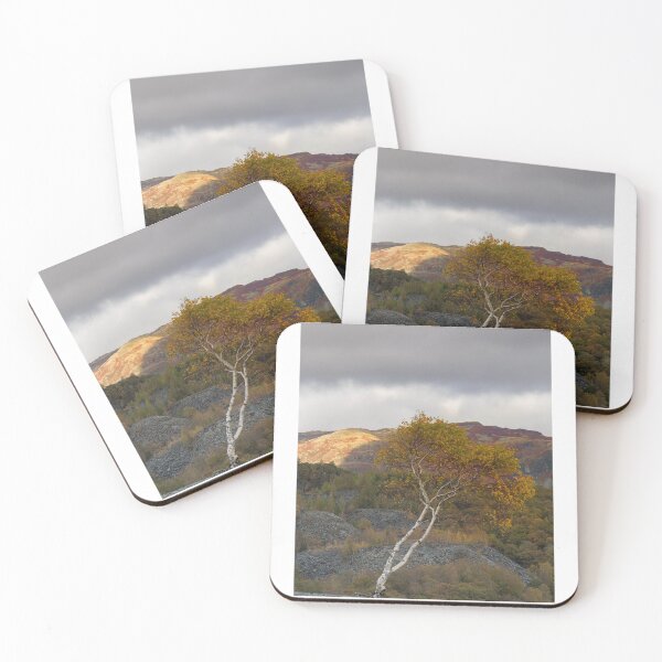 Item preview, Glowing birch in autumn light designed and sold by Judi Lion.