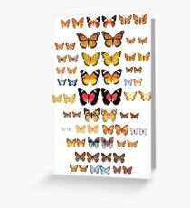 Australian Butterfly Collection Greeting Card