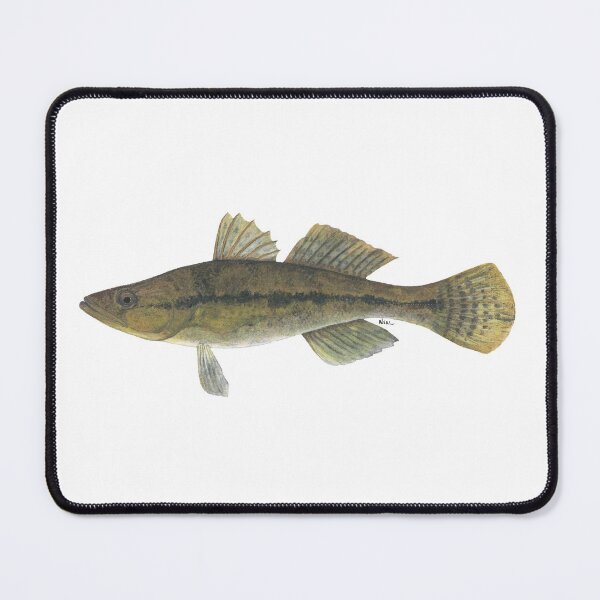 Item preview, Bigmouth Sleeper (Gobiomorus dormitor) designed and sold by LeakyCanoeArt.