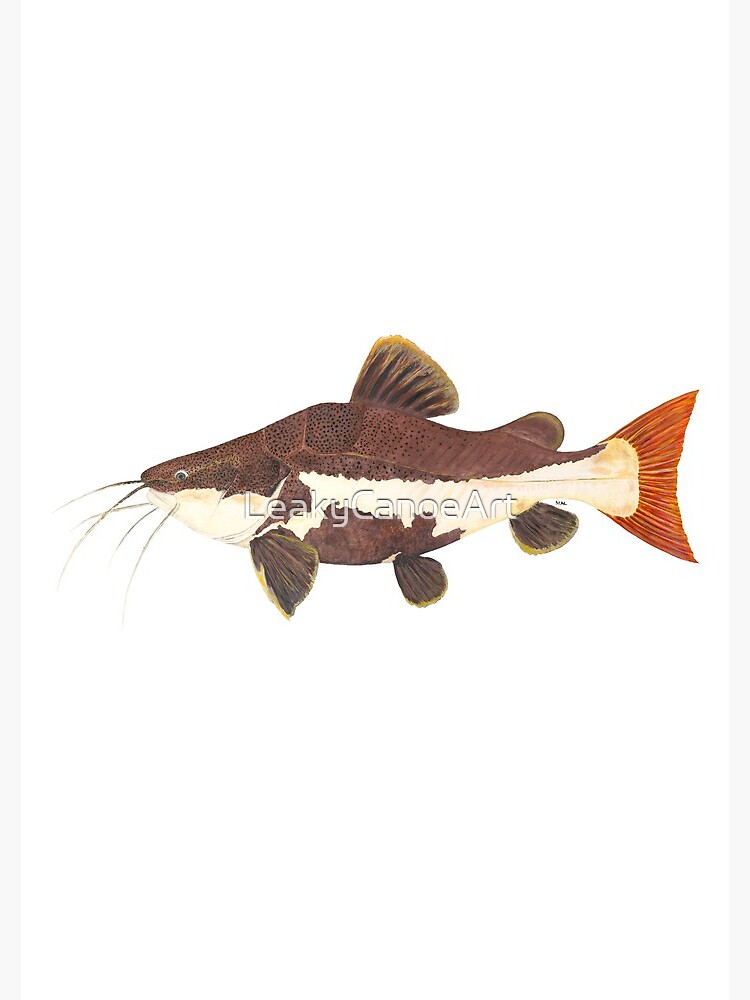Redtail Catfish (Phractocephalus hemiolioterus) Spiral Notebook