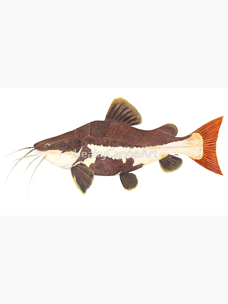 Redtail Catfish (Phractocephalus hemiolioterus) Cap for Sale by  LeakyCanoeArt