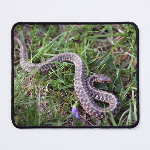 Item preview, Garter Snake designed and sold by cmariek.