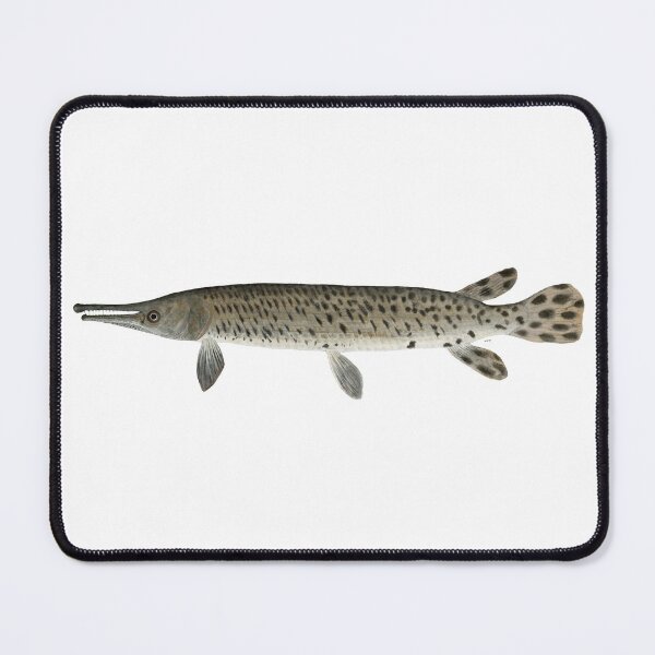 Item preview, Juvenile Alligator Gar (Atractosteus spatula)  designed and sold by LeakyCanoeArt.