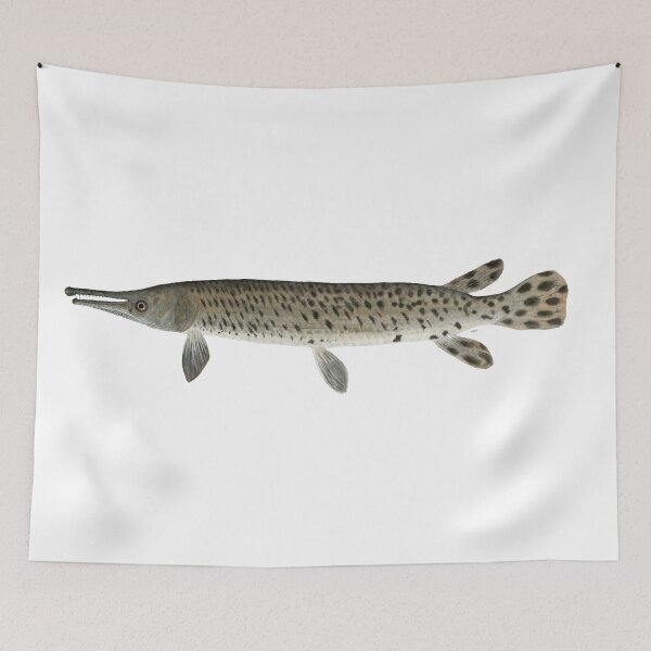 Item preview, Juvenile Alligator Gar (Atractosteus spatula)  designed and sold by LeakyCanoeArt.