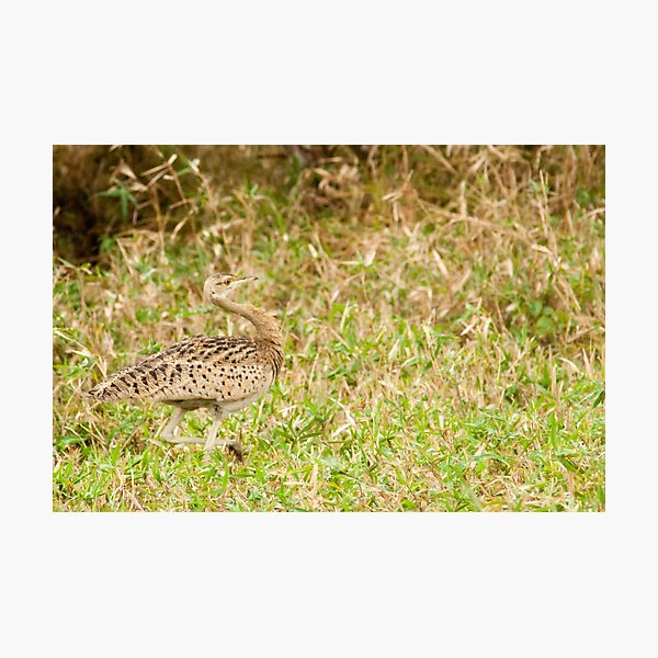 Korhaan Photographic Print