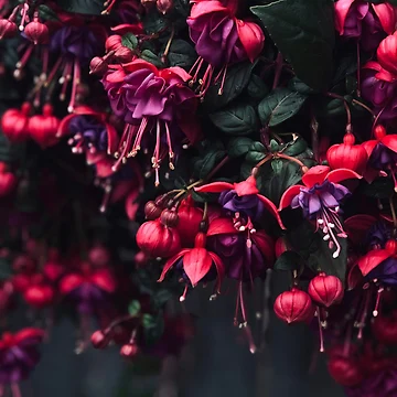 Artwork thumbnail, Fuschia by Ruth vanHooydonk
