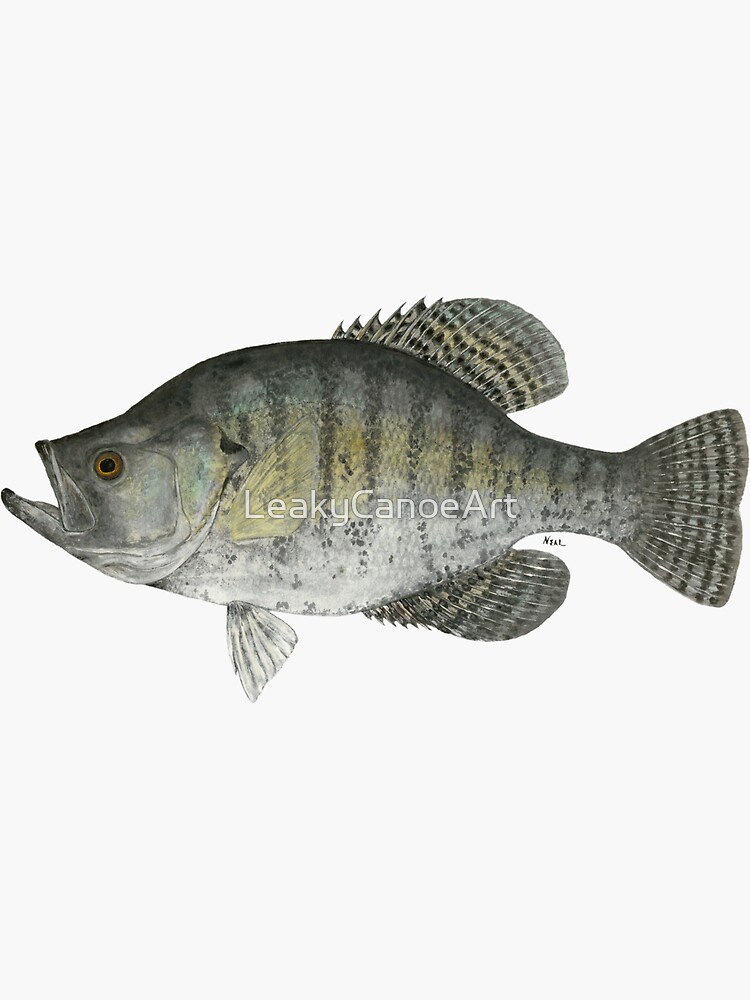 White Crappie (Pomoxis annularis) Sticker for Sale by LeakyCanoeArt