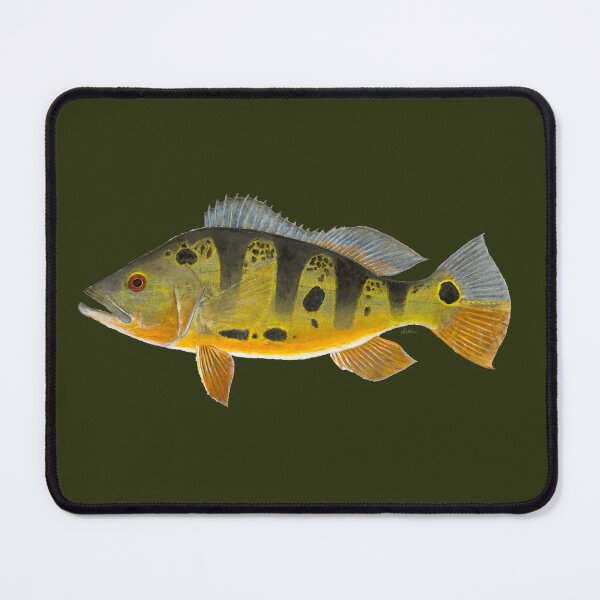 Item preview, Butterfly Peacock Bass (Cichla ocellaris) designed and sold by LeakyCanoeArt.