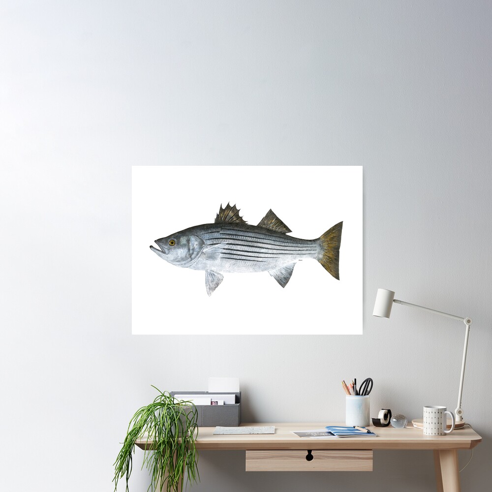 Striped Bass Good Day Fishing | Poster