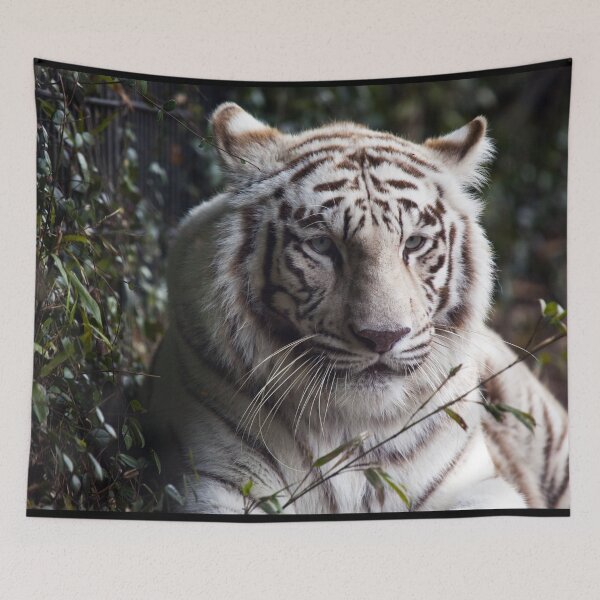 Item preview, White Tiger, Montgomery Zoo, Montgomery, Alabama designed and sold by OrcaNature.