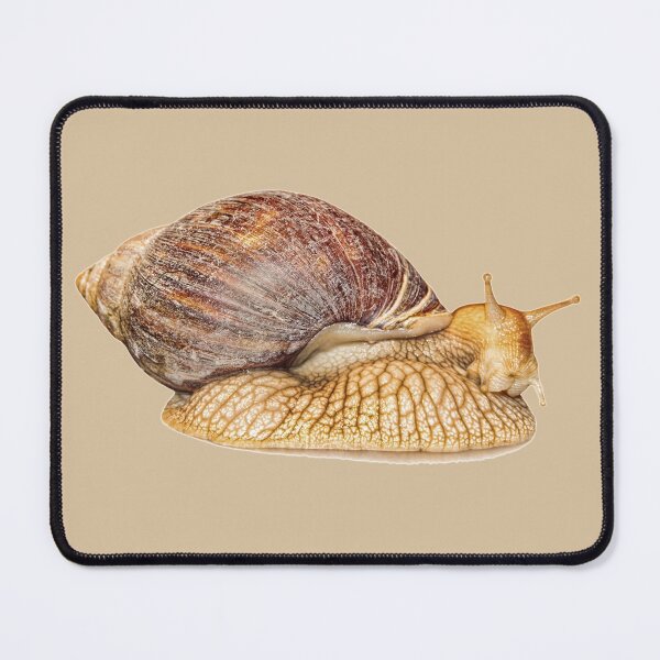 Item preview, Achatina snail isolated on white background with shadow. designed and sold by IaroslavB.