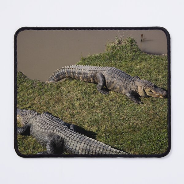 Item preview, Alligator Alley has 20 acres of natural cypress swamp land, where alligators roam freely in a protected environment, Summerdale, Alabama designed and sold by OrcaNature.