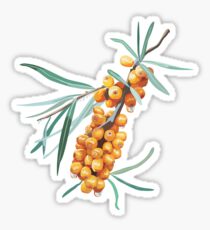 Sea buckthorn Sticker