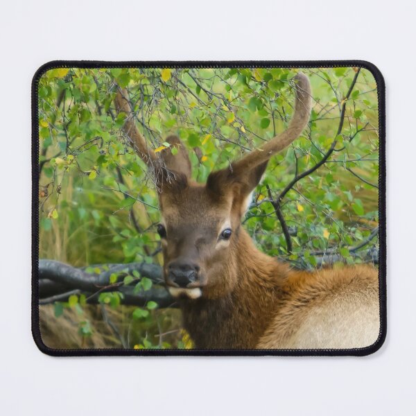 Item preview, Elk at Estes Park Oct. 2016 designed and sold by BarbaraWilliams.
