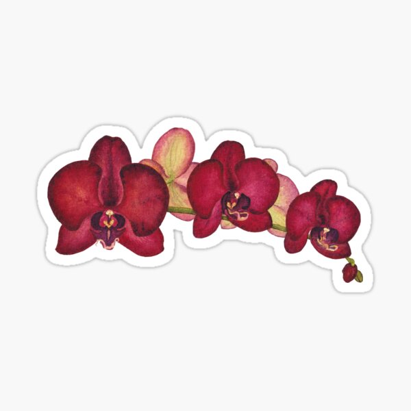 Purple orchid flower original watercolor art Sticker