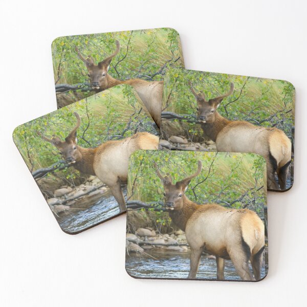 Item preview, Elk at Estes Park Oct. 2016 designed and sold by BarbaraWilliams.