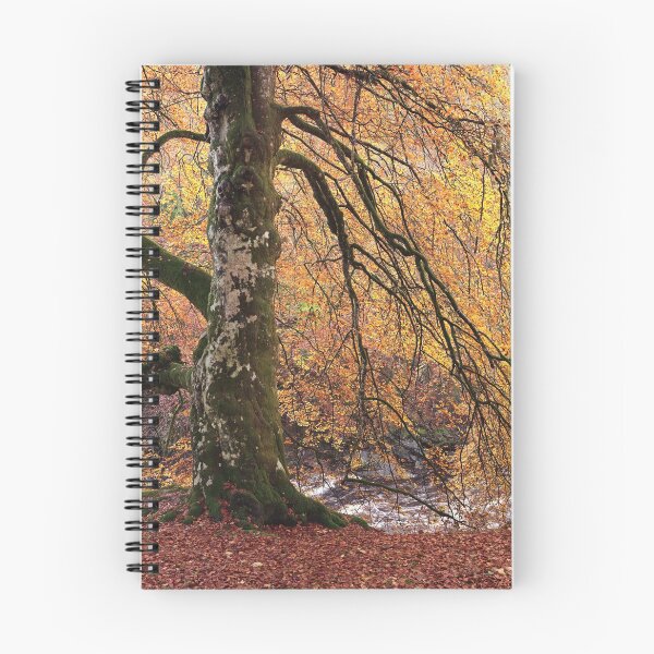 Item preview, Favoured Beech designed and sold by ShinyPhoto.