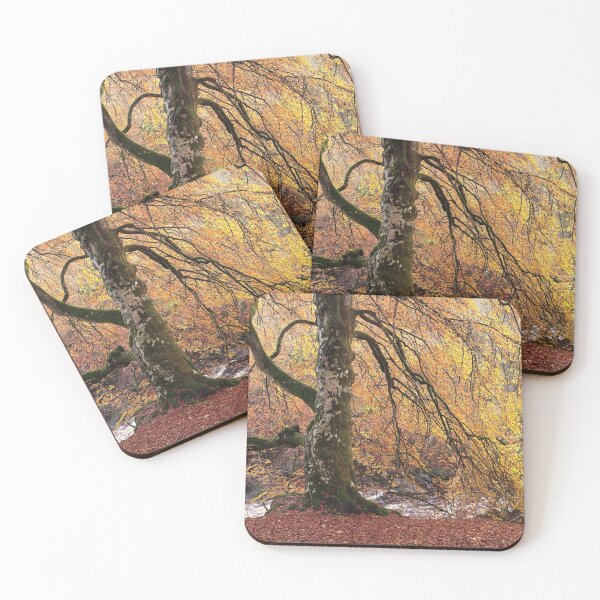 Item preview, Favoured Beech designed and sold by ShinyPhoto.
