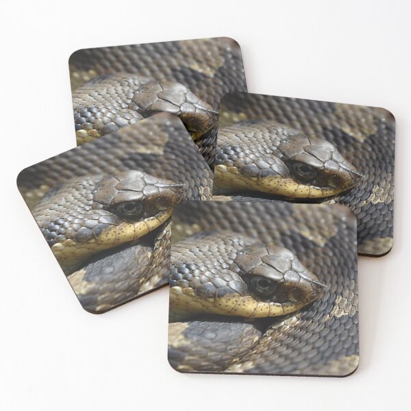 Item preview, Eastern Hognose Print designed and sold by Paul-Prints.