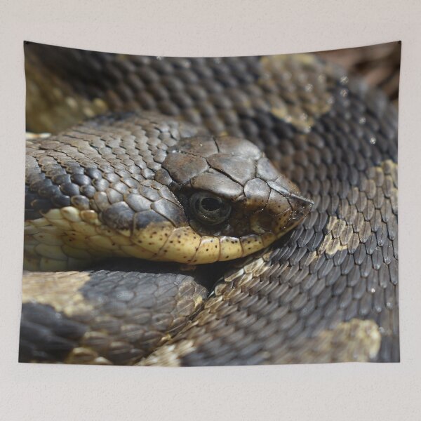 Item preview, Eastern Hognose Print designed and sold by Paul-Prints.