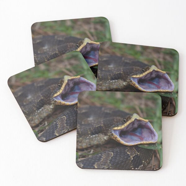 Item preview, Eastern Hognose Gaping Print designed and sold by Paul-Prints.