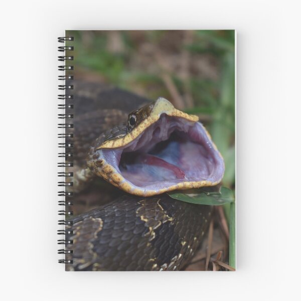 Item preview, Eastern Hognose Gaping Print designed and sold by Paul-Prints.
