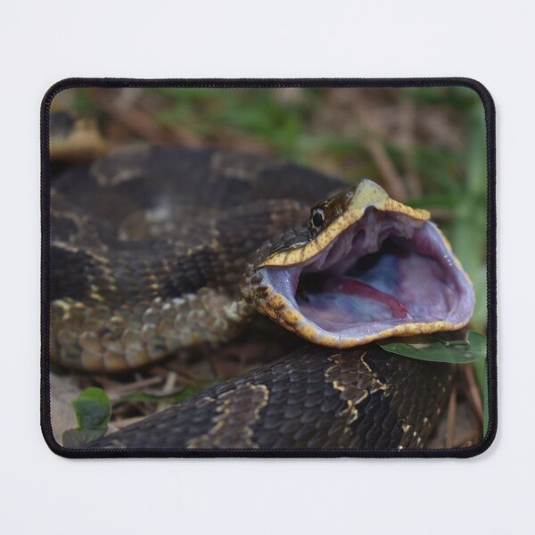Item preview, Eastern Hognose Gaping Print designed and sold by Paul-Prints.