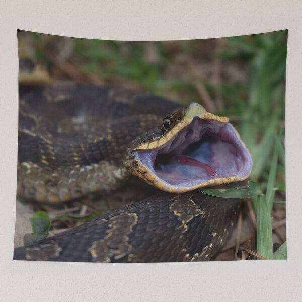Item preview, Eastern Hognose Gaping Print designed and sold by Paul-Prints.