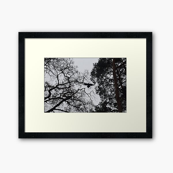 Magpie in Flight Framed Art Print