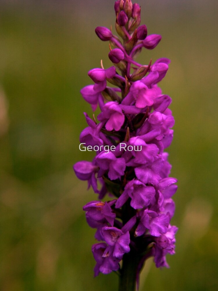 Fragrant Orchid, Dun Eochla, Inishmore by VeryIreland
