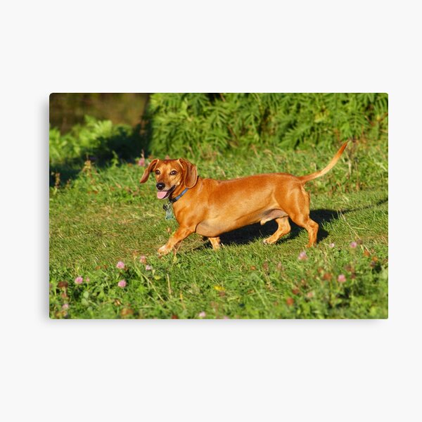 Untitled Canvas Print