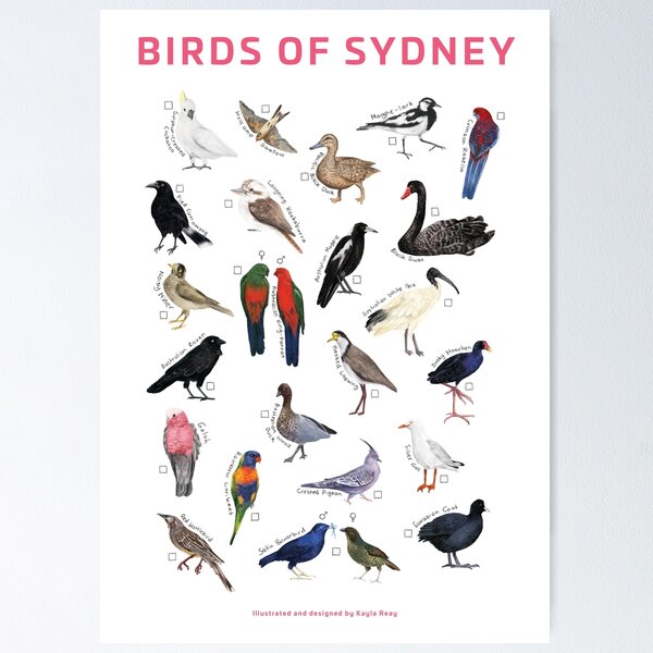Item preview, Birds of Sydney Checklist designed and sold by Kayla Reay.