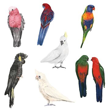 Artwork thumbnail, Australian Parrots by Kayla Reay