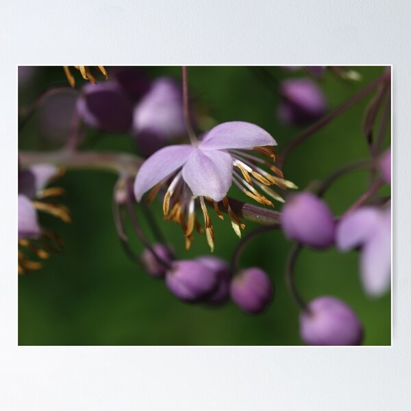 Item preview, Purple Dancer 1 designed and sold by Aileen David.