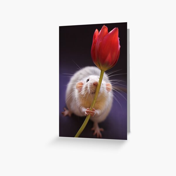 Just for you... Greeting Card