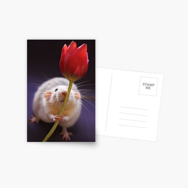 Just for you... Postcard