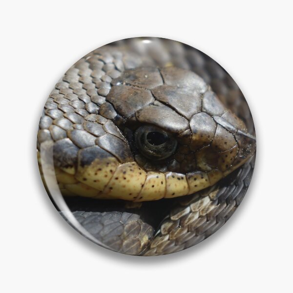 Item preview, Eastern Hognose Print designed and sold by Paul-Prints.