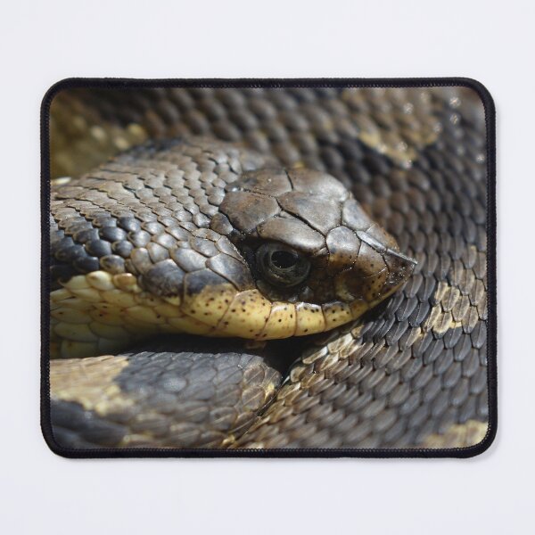Item preview, Eastern Hognose Print designed and sold by Paul-Prints.