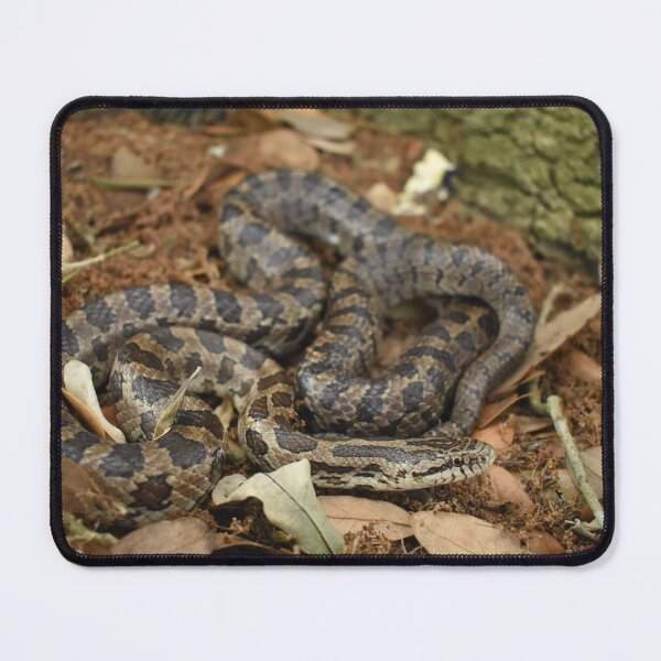 Item preview, Prairie Kingsnake Print designed and sold by Paul-Prints.
