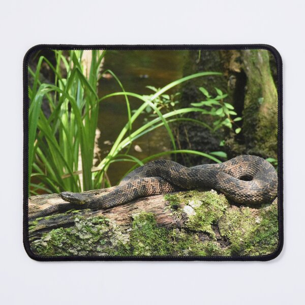 Item preview, Brown Water Snake Closeup Print designed and sold by Paul-Prints.