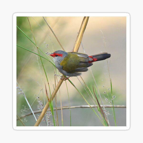 Red-browed Finch 'Sitting Pretty' Sticker