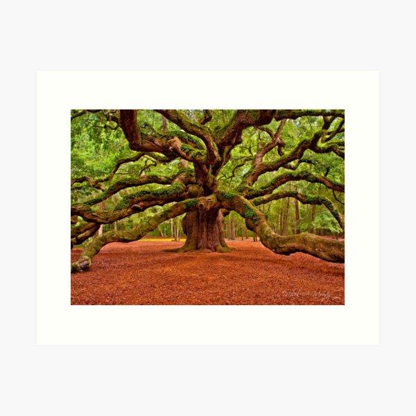 Item preview, Angel Oak Arms Open Wide designed and sold by Miles Moody.