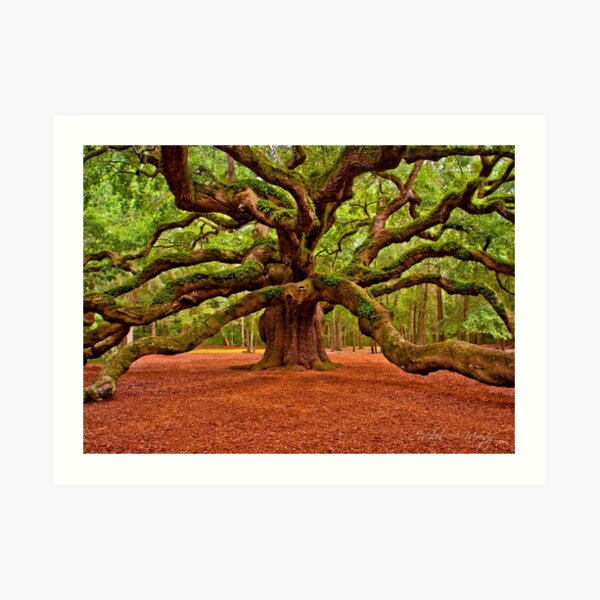 Angel Oak Arms Open Wide Art Print