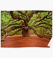 Angel Oak Arms Open Wide Poster
