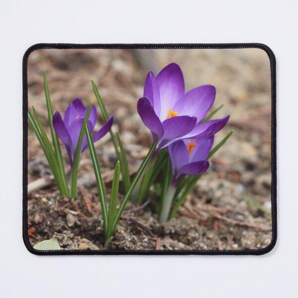 Item preview, Pretty Little Spring Time Purple Crocuses designed and sold by JariHawk.