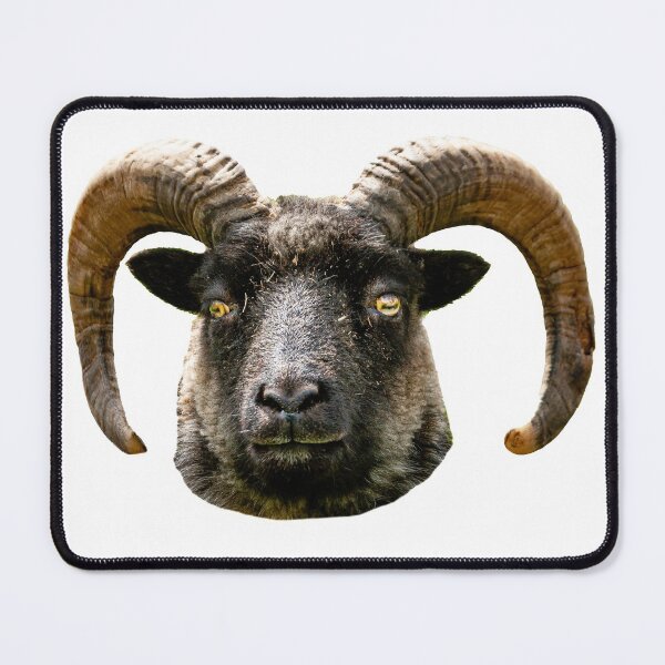 Item preview, North Ronaldsay Ram designed and sold by Dalyndigital Photography.